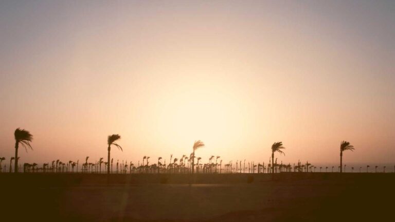 How To Reset Reddy Anna 11Xplay Login Password Without Email?